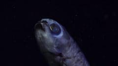 新たな深海探査で「新種候補40種」を発見、アルゼンチン沖の画像 6/6