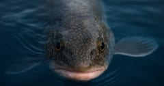 【五大湖のヌシ】ケネディ時代から生きる最長齢のイワナ「メアリー・キャサリン」の画像 1/3