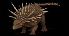 長さ1m超えのトゲを装備していた鎧竜「スピコメルス」とは？の画像 1/1