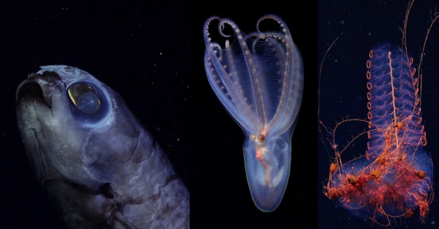 新たな深海探査で「新種候補40種」を発見、アルゼンチン沖 - ナゾロジー