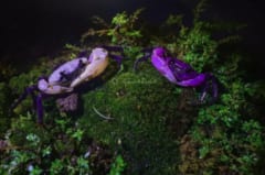激レアすぎる「紫色のカニ」をタイで発見の画像 2/3