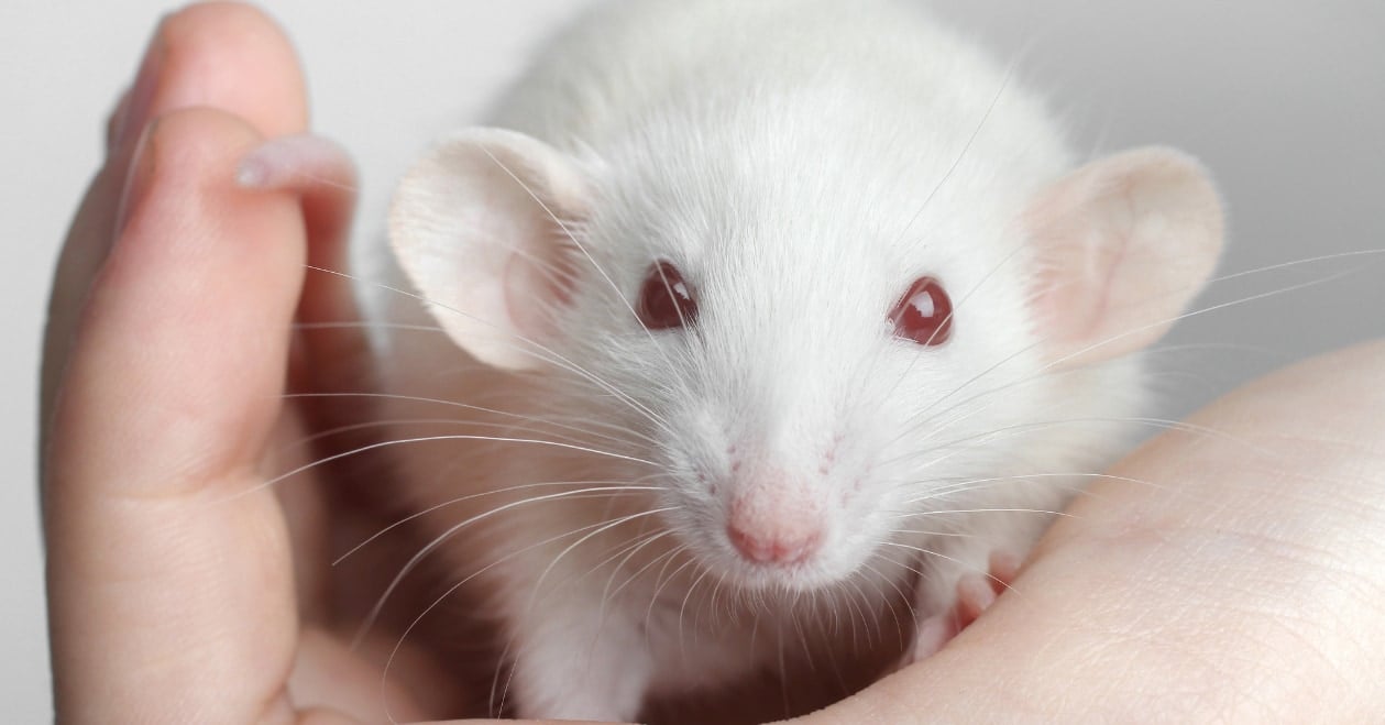 ラットが人の手に懐くのはなぜ？撫でることで「愛情ホルモン」が人と動物の絆をつくると判明！の画像 1/1
