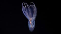 新たな深海探査で「新種候補40種」を発見、アルゼンチン沖の画像 4/6