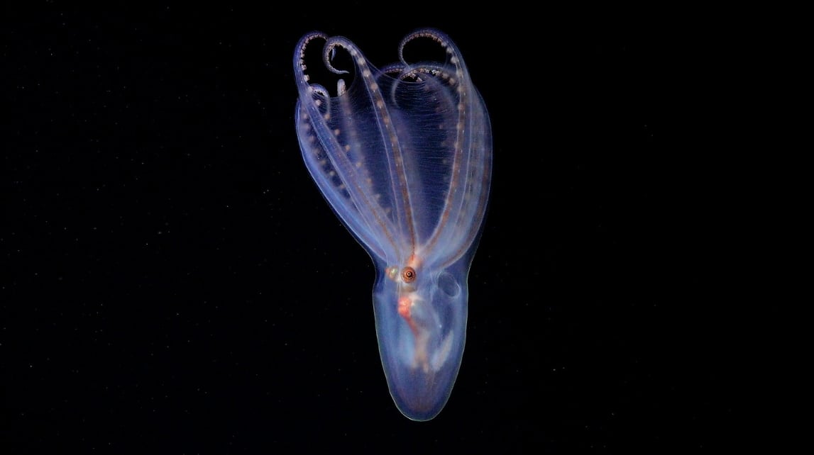 新たな深海探査で「新種候補40種」を発見、アルゼンチン沖の画像 4/6