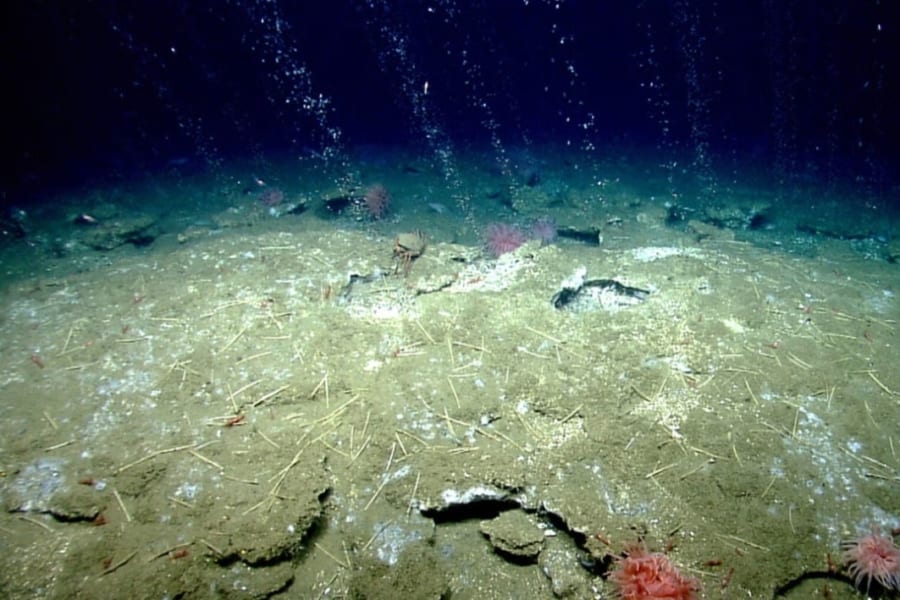 微生物が脳のような電気ネットワークを形成し、海底のメタンを分解している