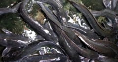 数千匹の希少ナマズが「壁を登る」様子を目撃の画像 1/1