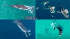 イルカとクジラが一緒に遊ぶ様子の観察「異なる種族が並んで泳ぐ理由とは？」の画像 2/3