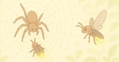 巣にかかった「ホタルの光」でさらなる獲物を誘き寄せるクモを発見！の画像 1/1