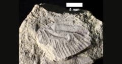 恐竜時代にいた「新種のトンボ化石」をカナダで発見の画像 1/3