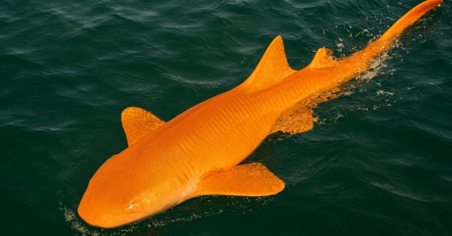 世にも珍しい「オレンジ色のサメ」を発見、コスタリカ沖【画像あり