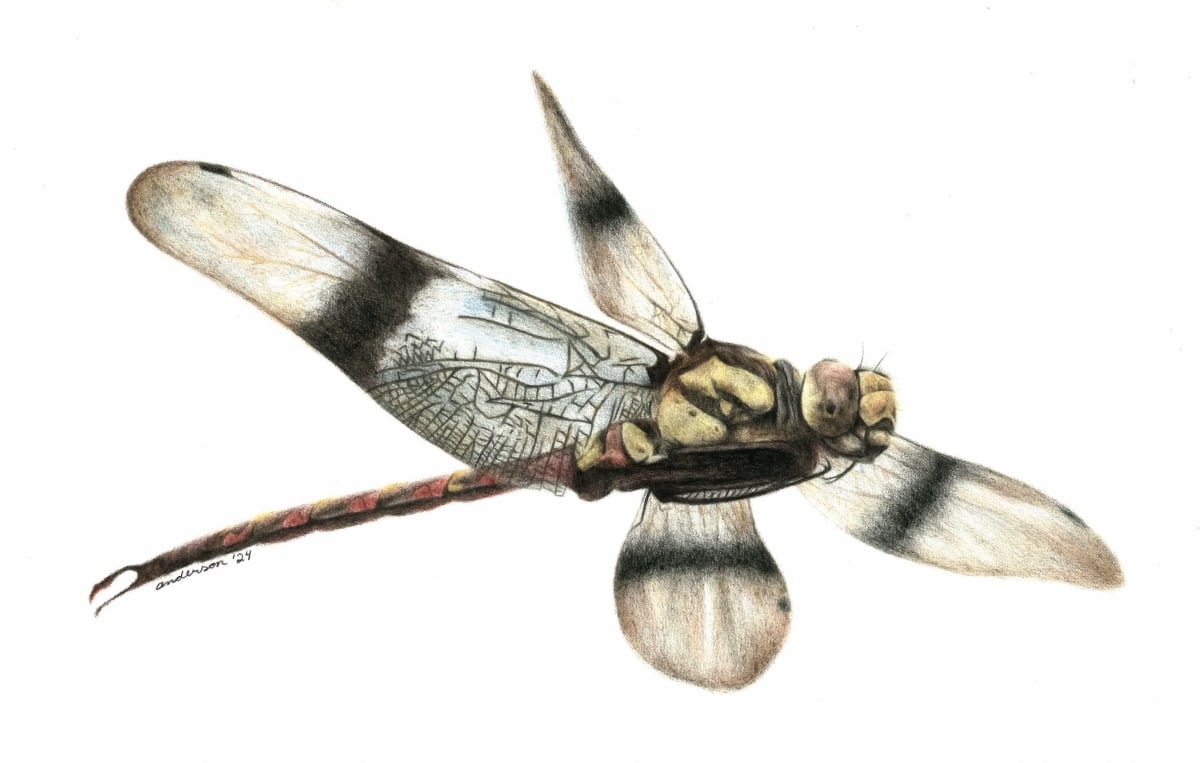 恐竜時代にいた「新種のトンボ化石」をカナダで発見の画像 3/3