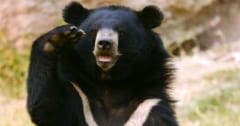グロ過ぎて報道されないクマ被害の実際の症例報告の画像 1/1