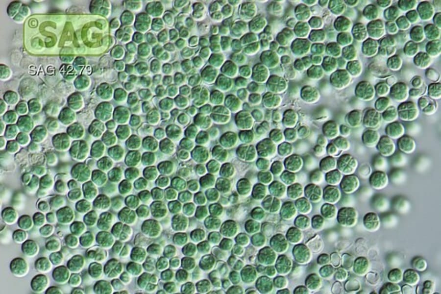 火星の塵を食べて酸素を作り出す「スーパー微生物」を発見