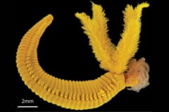 【毒をもって毒を制す】ヒ素と硫化水素に耐える深海ワームの戦術とは？の画像 2/2