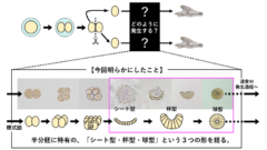 ウニが「双子」を作り出すメカニズムを解明の画像 3/4