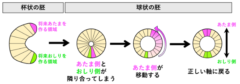 ウニが「双子」を作り出すメカニズムを解明の画像 4/4