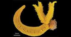 【毒をもって毒を制す】ヒ素と硫化水素に耐える深海ワームの戦術とは？の画像 1/2