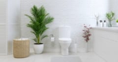 世界初、キノコで動く水なしトイレ「MycoToilet」を開発【画像あり】の画像 1/1