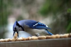 青カケスと緑カケスが自然交配した「ハイブリッド鳥」をテキサスで発見の画像 2/3