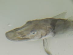 透明な血液をもつ不思議な南極魚「アイスフィッシュ」の画像 2/2