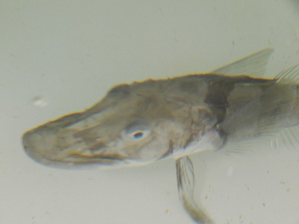 透明な血液をもつ不思議な南極魚「アイスフィッシュ」の画像 2/2