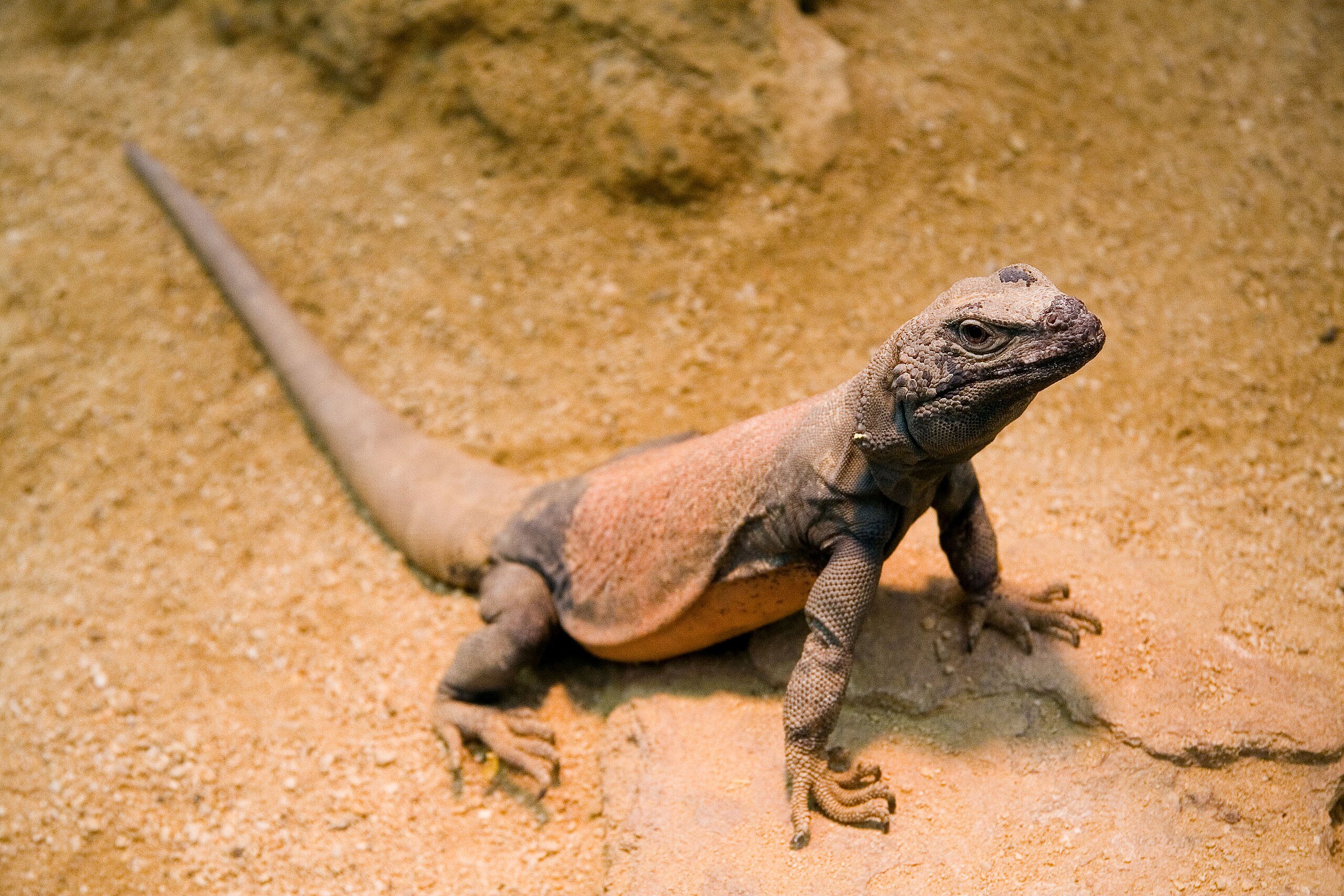くしゃみで鼻から「塩」を出すトカゲ、目的は何?の画像 2/2