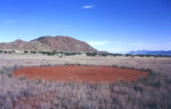 謎の円形地形”フェアリーサークル”の下には天然水素資源が埋蔵されているの画像 1/2
