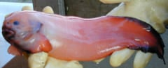 新種の深海魚をカリフォルニア沖で発見「ゼリーみたいな体」の画像 2/2