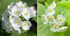 濡れると透明に!?日本のスケルトンフラワー「サンカヨウ」の仕組みとは？の画像 1/1