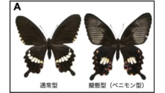 中間タイプを許さない？遺伝子が仕掛ける進化のチート