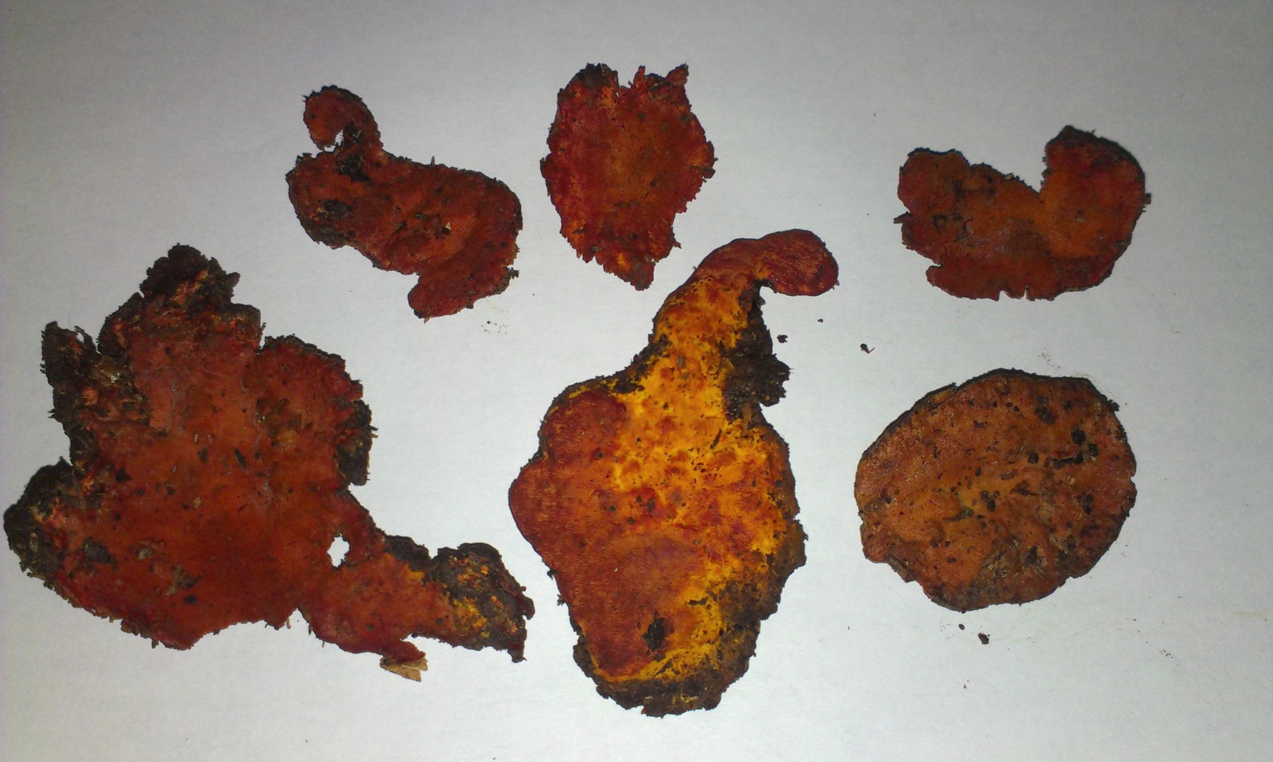 台湾の国宝キノコ「牛樟芝」に抗がん作用を発見!の画像 2/3