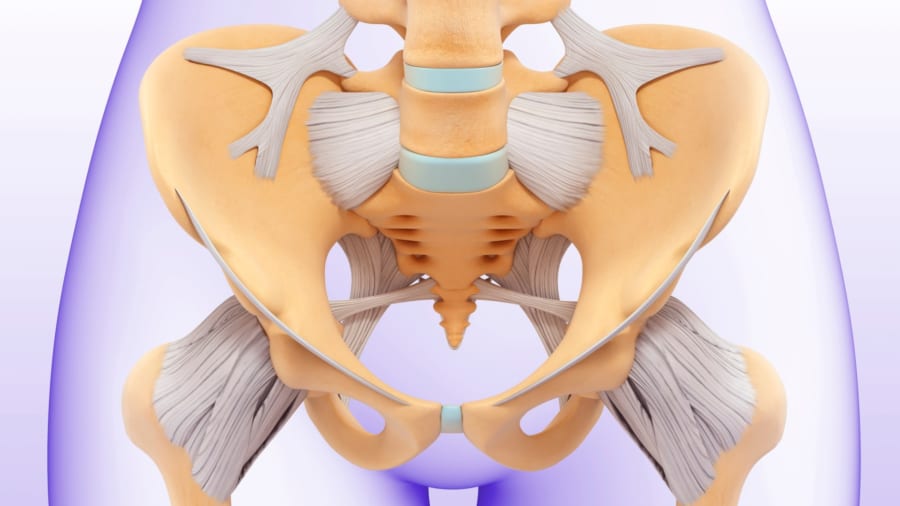なぜヒトだけが立ち上がったのか?──骨盤が語る進化の謎