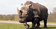 【9/22は世界サイの日】絶滅危機のジャワサイとスマトラサイが50頭以下にの画像 1/1