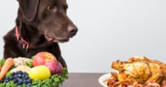 愛犬をビーガンにしても栄養的には問題ないのか？の画像 1/1