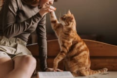 ネコも認知症になる、注意すべき「8つのサイン」とは？の画像 3/3