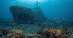 世界大戦後に”投棄された武器や船”が海洋生物の住処となっていたの画像 1/1