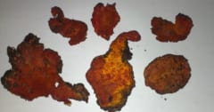 台湾の国宝キノコ「牛樟芝」に抗がん作用を発見！の画像 1/3