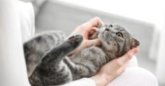 ネコと仲良くできる簡単な方法：ある動作を「ゆっくり」にするだけの画像 1/3