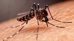 蚊の唾液がウイルス感染を加速させている――病原体が蚊を選ぶ要因
