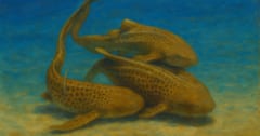 サメが「3匹で交尾」する瞬間を撮影、史上初の記録の画像 1/1