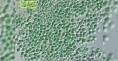 火星の塵を食べて酸素を作り出す「スーパー微生物」を発見の画像 1/3