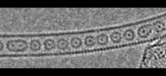 原子をナノチューブへ一列に閉じ込めた「一次元気体」の撮影に成功！の画像 1/8