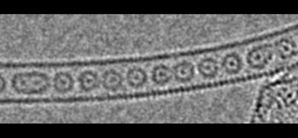 原子をナノチューブへ一列に閉じ込めた「一次元気体」の撮影に成功！の画像 1/8