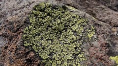 菌類たちは植物よりも先に上陸し地ならししていた