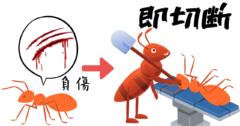 負傷した仲間の足を「即座に切り落とす」アリを発見！生存率が2倍にの画像 1/1