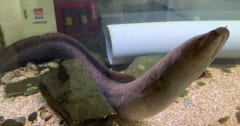 衝撃の事実、ウナギは「陸上でも狩りをする」と判明！の画像 1/1