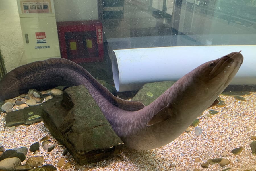 衝撃の事実、ウナギは「陸上でも狩りをする」と判明!