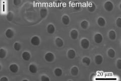 育成ポッドのアップ画像