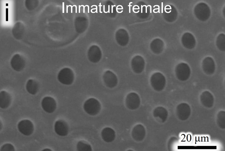 育成ポッドのアップ画像