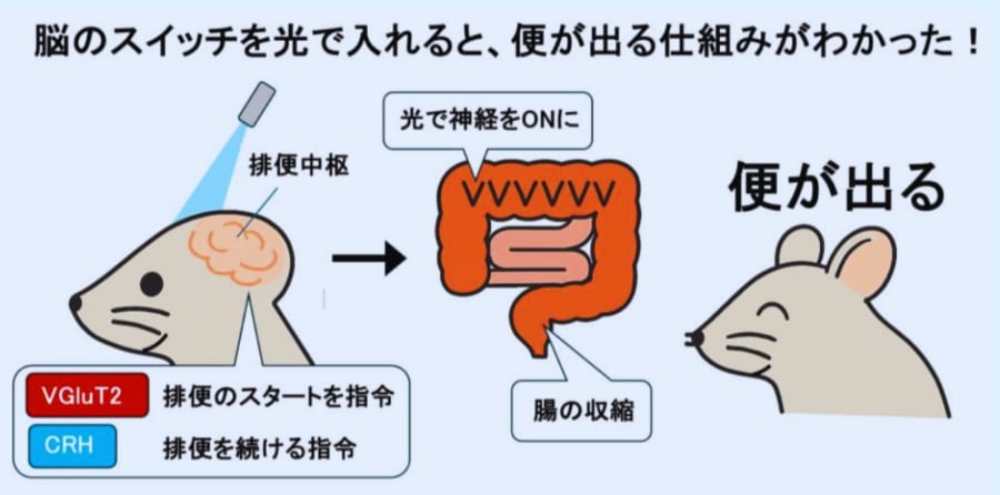 腸ではなく脳にあった「出すボタン」